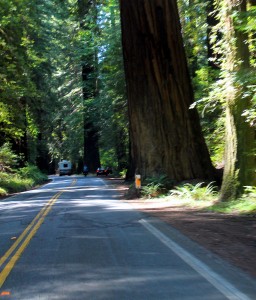 Some of the giant redwoods almost stand on the highway itself